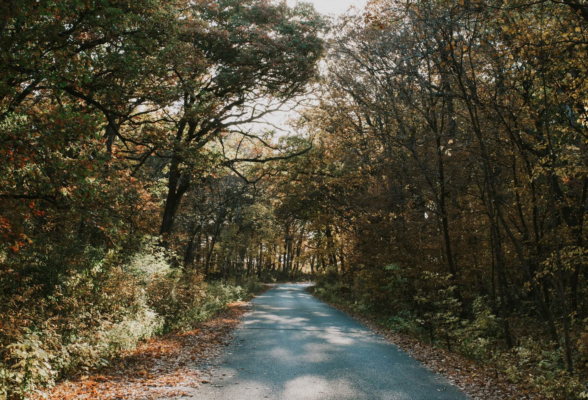 A scenic road winds through a dense forest, surrounded by towering trees adorned with vibrant autumn leaves.